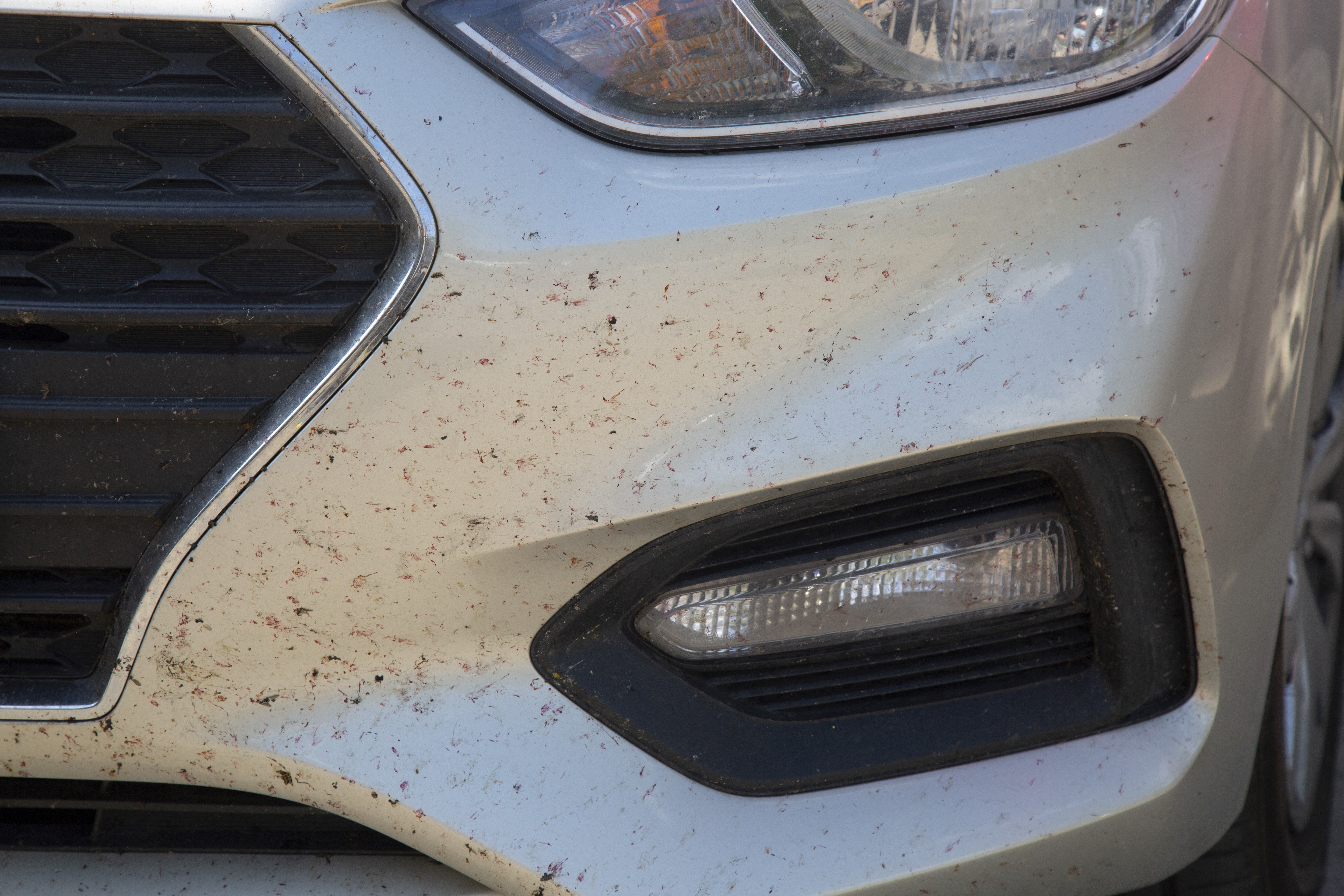 Bugs on Front of Dirty Car